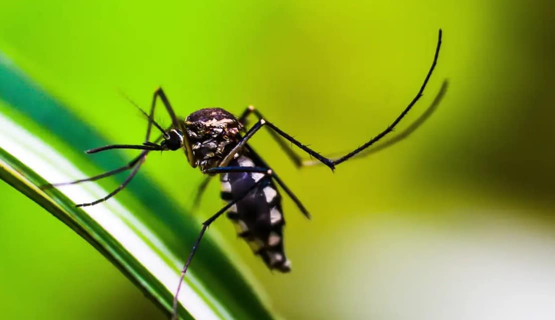 Epidemia de Dengue atinge todos os bairros de SP