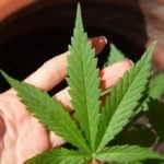 maconha cannabis