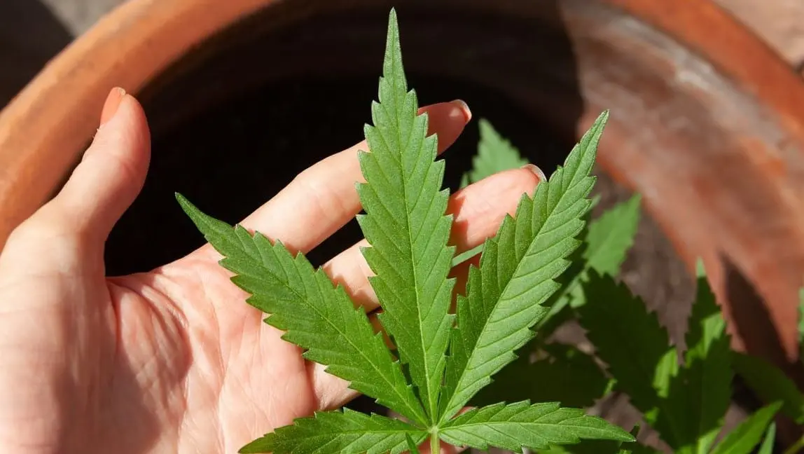 maconha cannabis