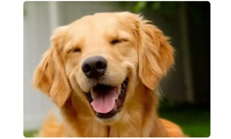 Joca golden cachorro