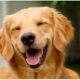 Joca golden cachorro