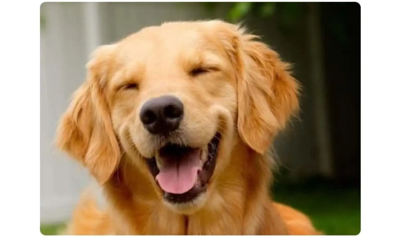 Joca golden cachorro