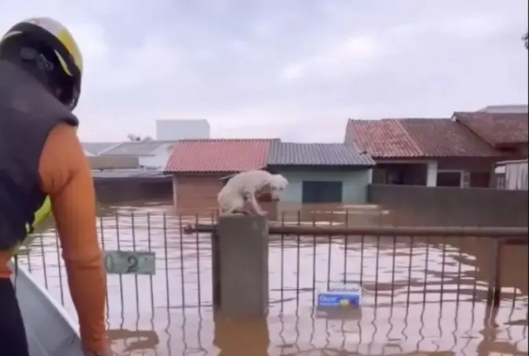 Animais Rio Grande do Sul Chuvas