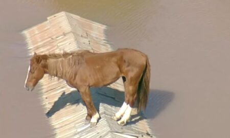 Cavalo ilhado é flagrado em cima de telhado na tragédia do Rio Grande do Sul