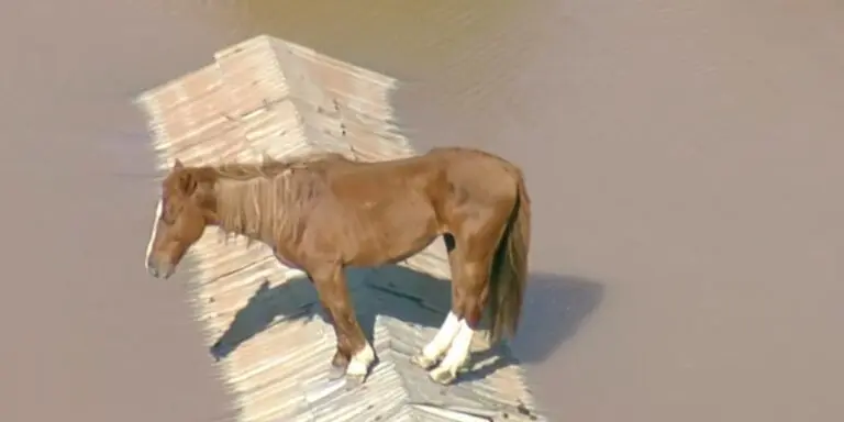Cavalo ilhado é flagrado em cima de telhado na tragédia do Rio Grande do Sul
