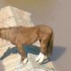 Cavalo ilhado é flagrado em cima de telhado na tragédia do Rio Grande do Sul