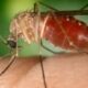 febre oropouche