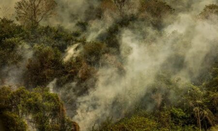 queimada pantanal incendio