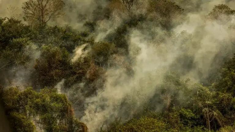 queimada pantanal incendio