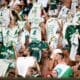 palmeiras torcida verdao porco