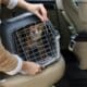 pet transporte de cachorro carro