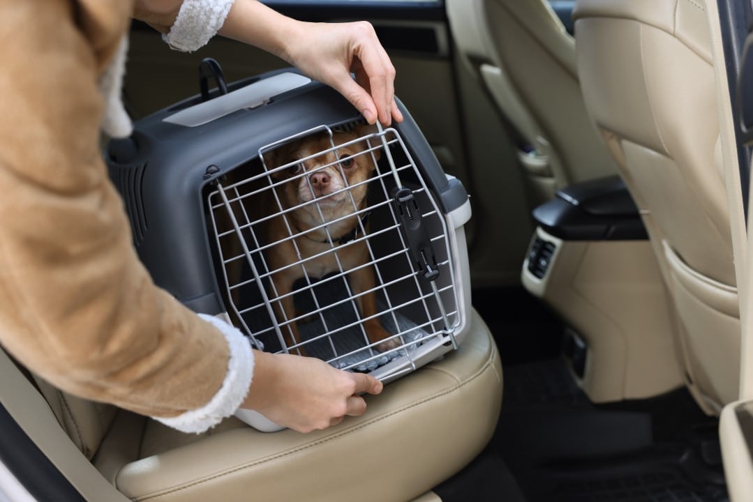 pet transporte de cachorro carro