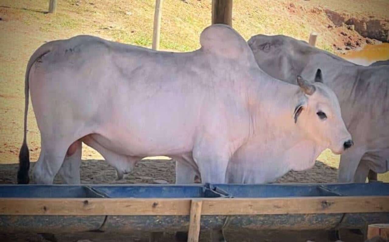 Boi - Foto: Rancho MV