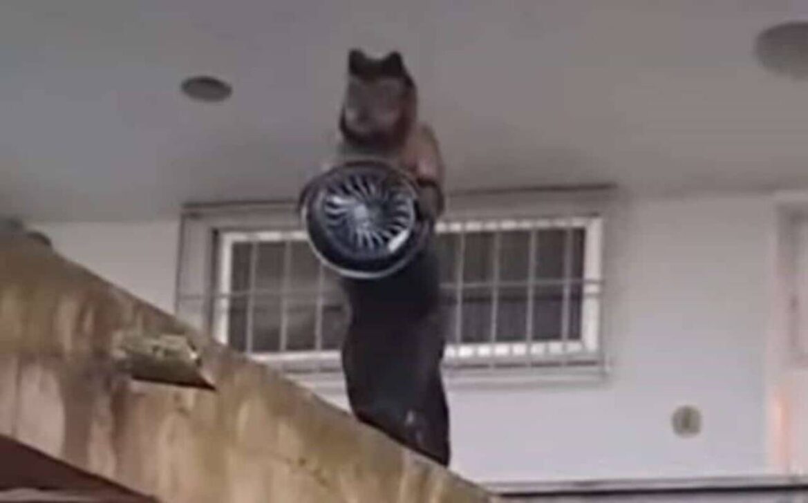 macaco ladrao