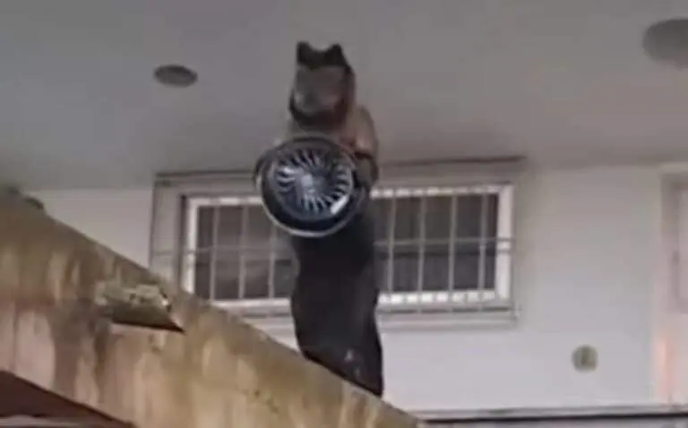 macaco ladrao