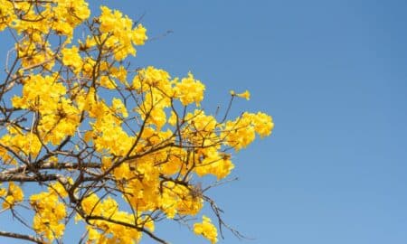 Primavera