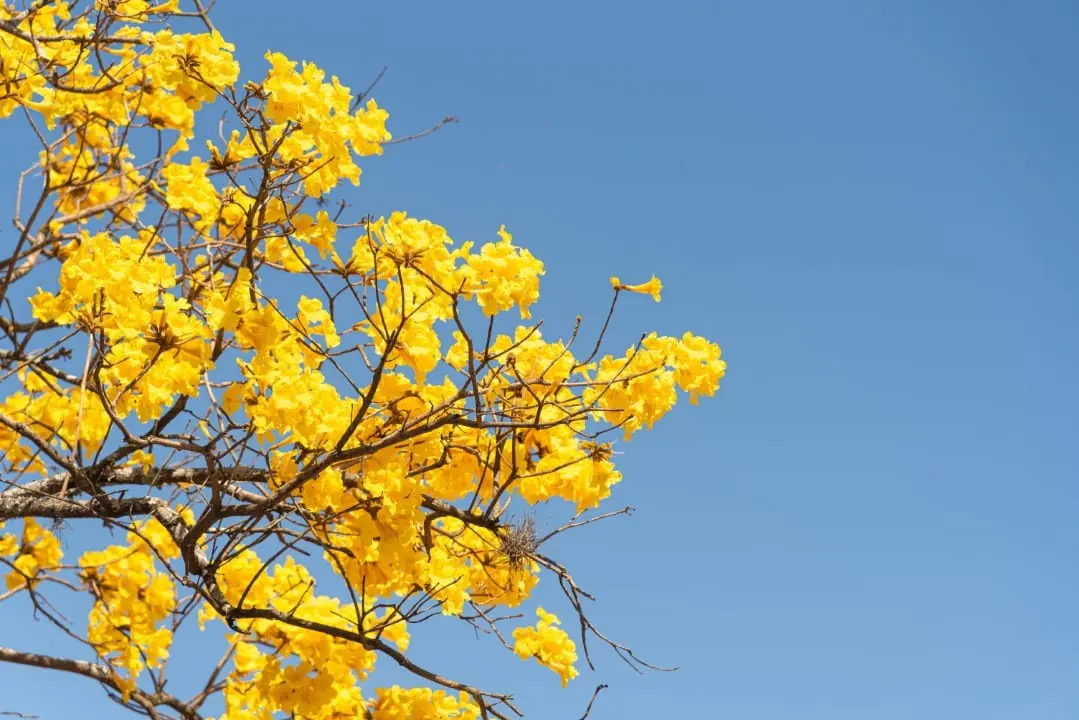 Primavera
