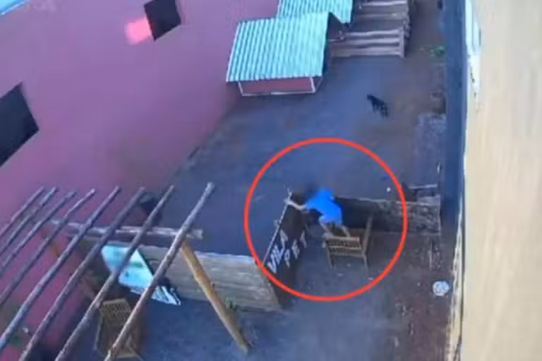 Criança de 9 mata 23 animais
