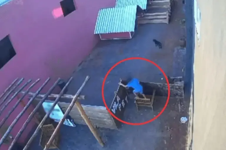 Criança de 9 mata 23 animais
