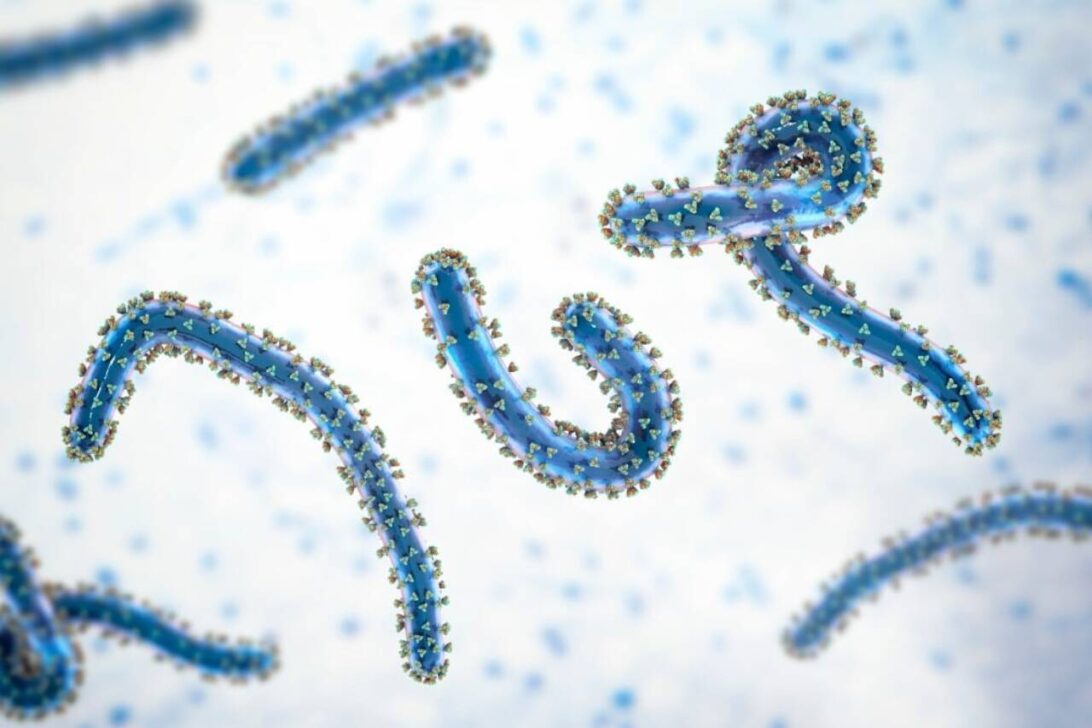 Marburg virus