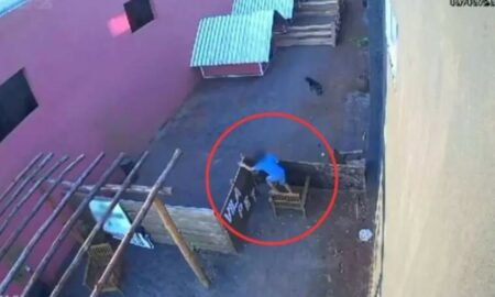 criança de 9 anos cachorro