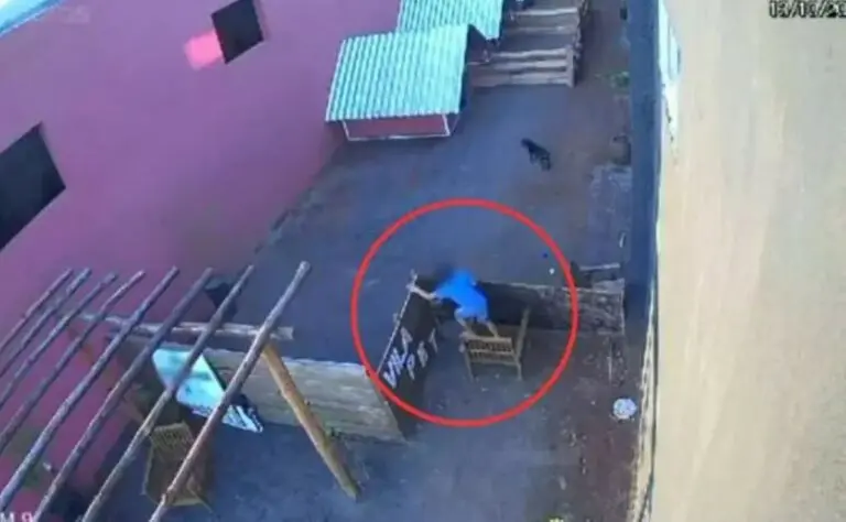 criança de 9 anos cachorro
