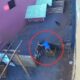 criança de 9 anos cachorro