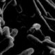 tuberculose