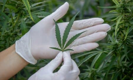 Cannabis