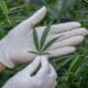 Cannabis