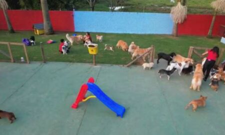 Creche para cachorro