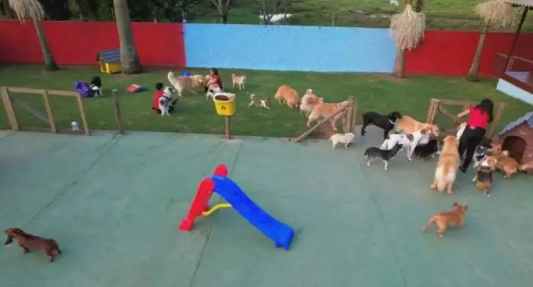 Creche para cachorro