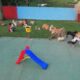 Creche para cachorro