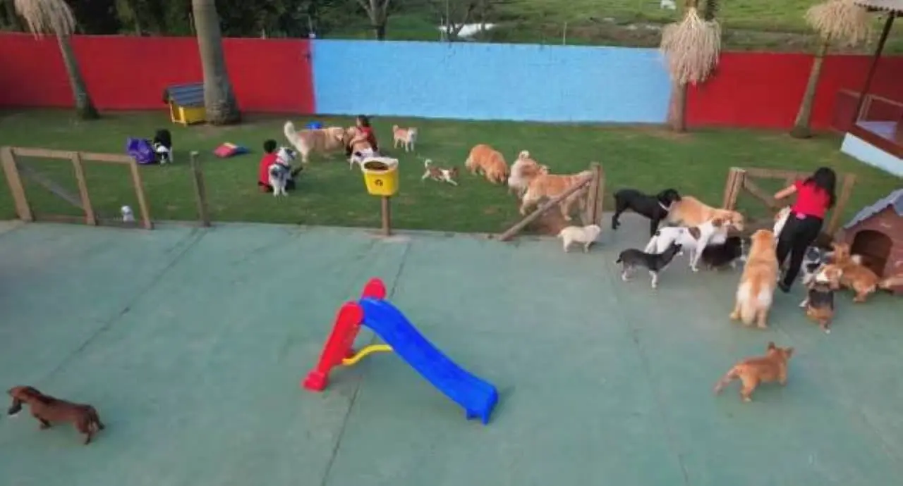 Creche para cachorro
