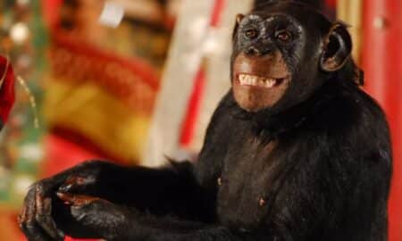 Macaco Xico de 'Caras e Bocas'