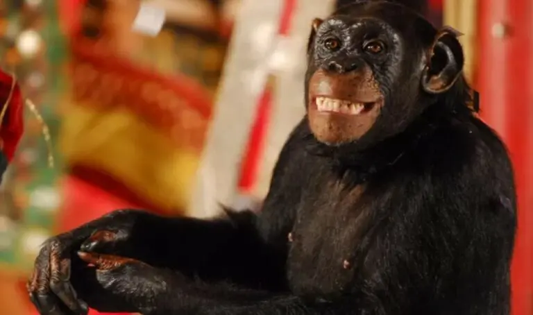Macaco Xico de 'Caras e Bocas'