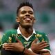 Palmeiras estevão