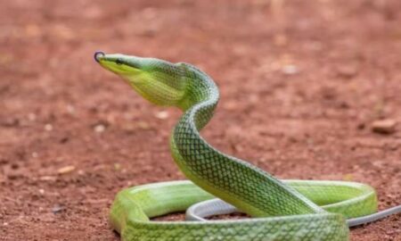 serpente arborea marrom