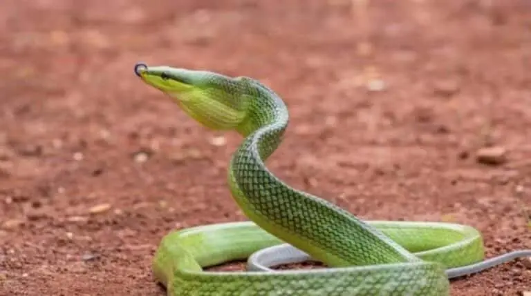 serpente arborea marrom