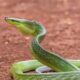 serpente arborea marrom