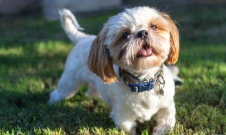 Shih,Tzu,Cute,Small,Dog,Smiling,In,The,Grass