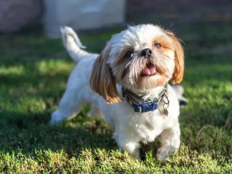Shih,Tzu,Cute,Small,Dog,Smiling,In,The,Grass