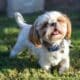 Shih,Tzu,Cute,Small,Dog,Smiling,In,The,Grass