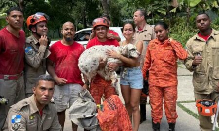 cachorro anitta