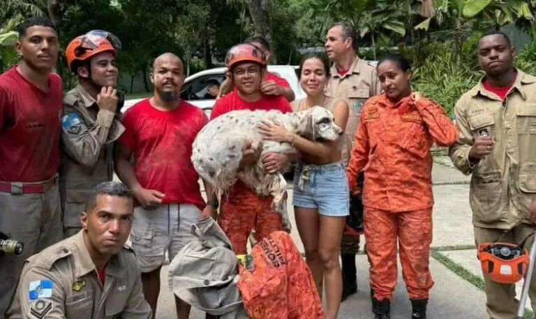 cachorro anitta