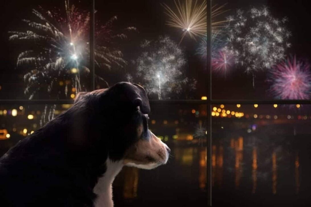 Cachorro com medo dos fogos de artifício