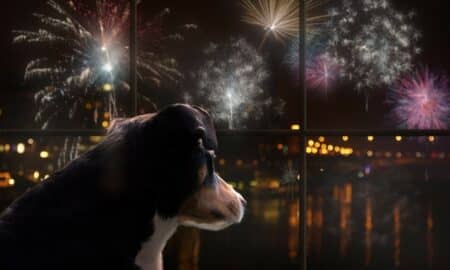 Cachorro com medo dos fogos de artifício