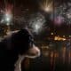 Cachorro com medo dos fogos de artifício