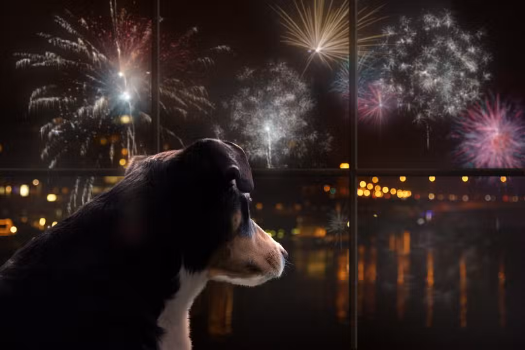 Cachorro com medo dos fogos de artifício