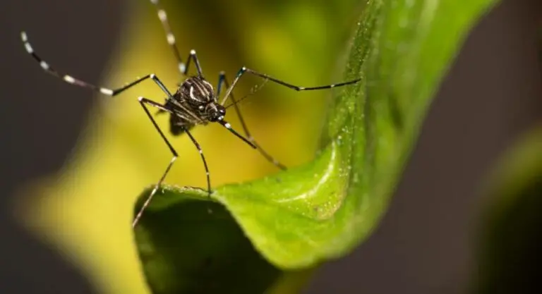 Dengue 3